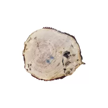 Plaster Dębowy 115x102x9cm Dąb w Dwóch Kawałkach