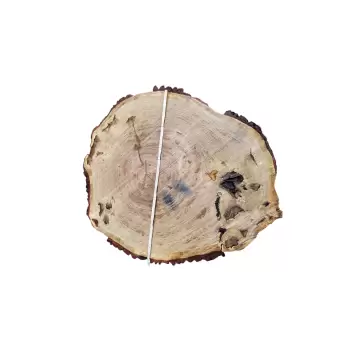 Plaster Dębowy 115x102x9cm Dąb w Dwóch Kawałkach