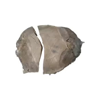 Plaster Dębowy 115x102x9cm Dąb w Dwóch Kawałkach