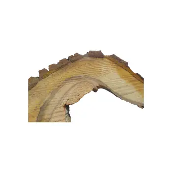 Plaster Orzecha Włoskiego 48x35x5cm