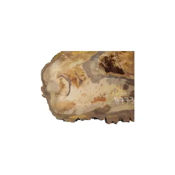 Plaster Orzecha Włoskiego 55x42x5cm