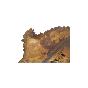 Plaster Orzecha Włoskiego 55x42x5cm