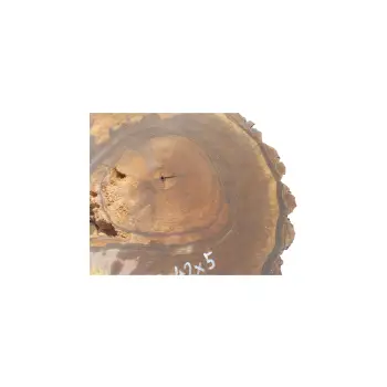 Plaster Orzecha Włoskiego 55x42x5cm