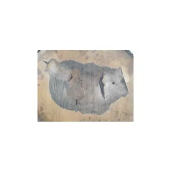 Plaster Orzecha Włoskiego 38x37x5cm