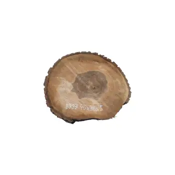 Plaster Orzecha Włoskiego 40x36x5cm