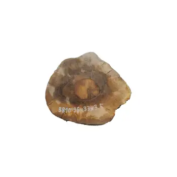 Plaster Orzecha Włoskiego 36x33x3,5cm