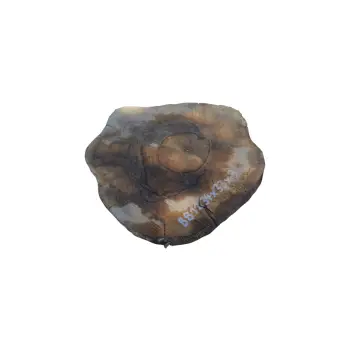 Plaster Orzecha Włoskiego 34x33x3cm