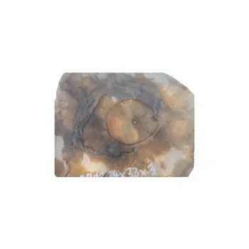 Plaster Orzecha Włoskiego 34x33x3cm