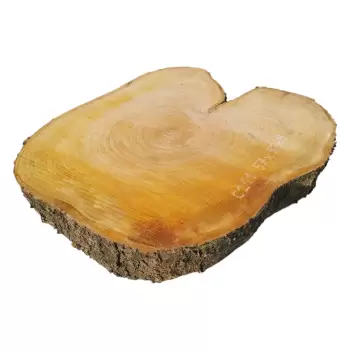 Plaster Czereśni po Suszarni 57x51x9cm