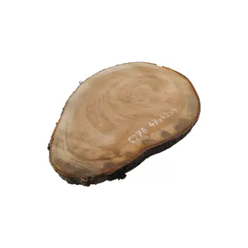 Plaster Czereśni 47x42x4cm