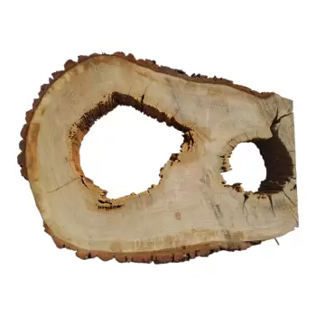 Plaster Dębowy po Suszarni 77x57x8cm