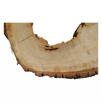 Plaster Dębowy po Suszarni 77x57x8cm