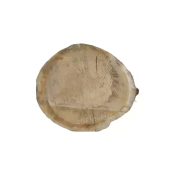 Plaster Dębowy 47x43x6cm Dąb