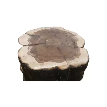 Plaster Jabłoni 66x65cm