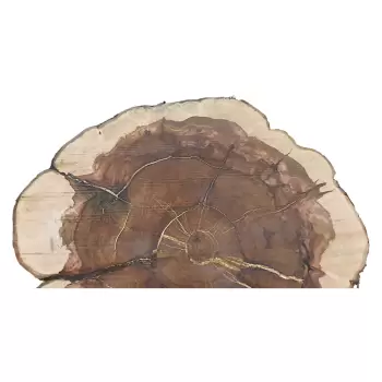 Plaster Jabłoni 66x65cm