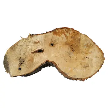 Plaster Kasztanowca 90x44x7cm