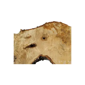 Plaster Kasztanowca 90x44x7cm