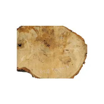 Plaster Kasztanowca 90x44x7cm