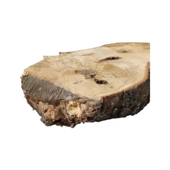 Plaster Kasztanowca 90x44x7cm