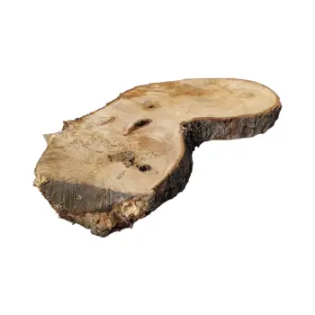 Plaster Kasztanowca 90x44x7cm