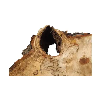 Plaster Kasztanowca 87x46x8cm