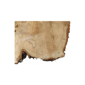 Plaster Kasztanowca 66x47x8cm
