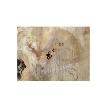 Plaster Kasztanowca 66x47x8cm