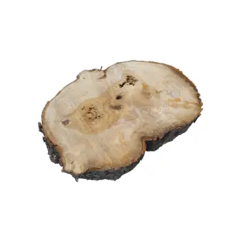 Plaster Kasztanowca 85x58x9cm