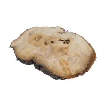 Plaster Kasztanowca 85x58x9cm