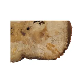 Plaster Kasztanowca 85x58x9cm