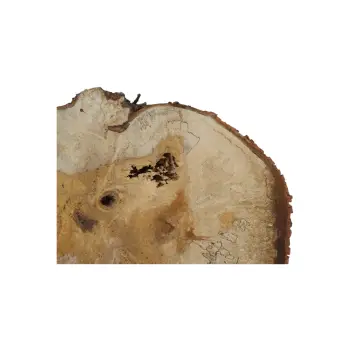 Plaster Kasztanowca 85x58x9cm