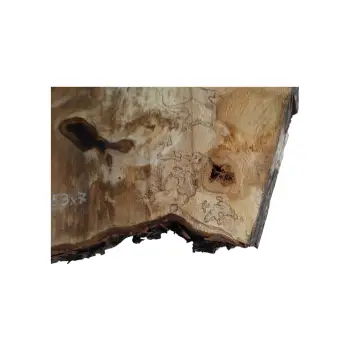 Plaster Kasztanowca 82x53x7cm