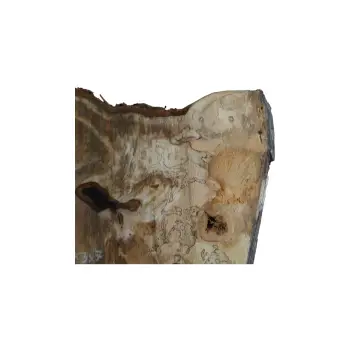 Plaster Kasztanowca 82x53x7cm