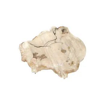 Plaster Kasztanowca 88x73x9cm