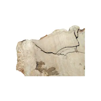 Plaster Kasztanowca 88x73x9cm