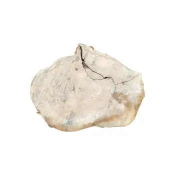 Plaster Kasztanowca 82x65x9cm