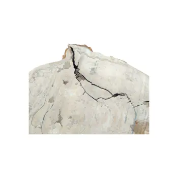 Plaster Kasztanowca 82x65x9cm