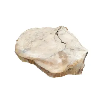 Plaster Kasztanowca 82x65x9cm