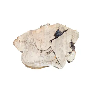 Plaster Kasztanowca 83x60x8,5cm