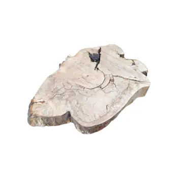 Plaster Kasztanowca 83x60x8,5cm