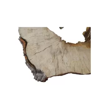 Plaster Kasztanowca 65x61x9cm