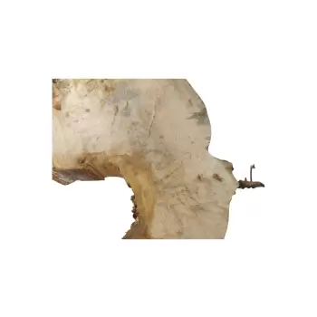Plaster Kasztanowca 65x61x9cm