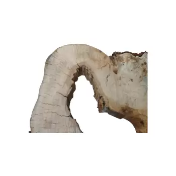 Plaster Kasztanowca 65x61x9cm