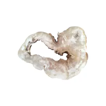 Plaster Kasztanowca 85x75x9cm
