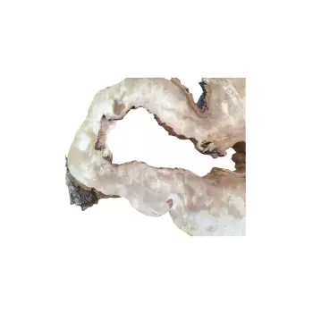 Plaster Kasztanowca 85x75x9cm
