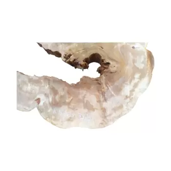 Plaster Kasztanowca 85x75x9cm