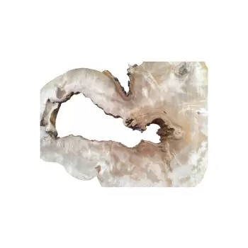 Plaster Kasztanowca 85x75x9cm