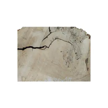 Plaster Kasztanowca 99x70x10cm