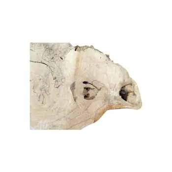 Plaster Kasztanowca 99x70x10cm