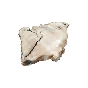 Plaster Kasztanowca 99x70x10cm